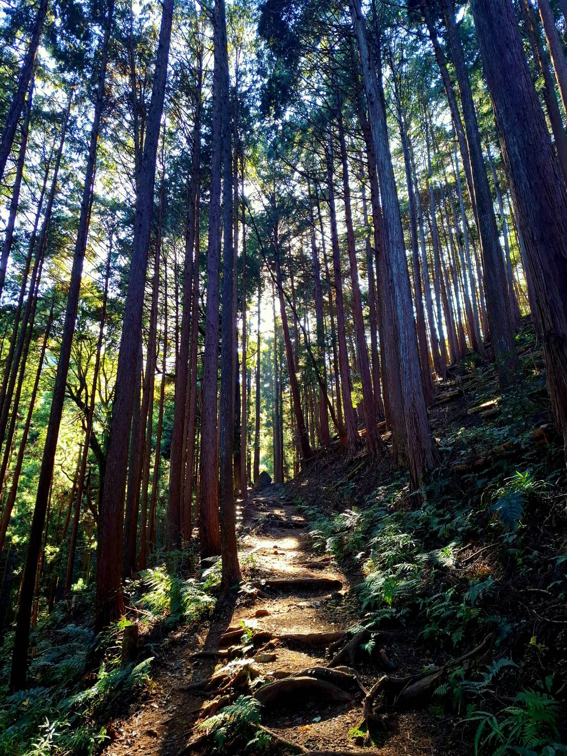 山歩き＆下山ジビエ飯+温泉イベントのお知らせ